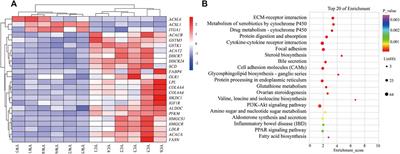 Transcriptomic and Metabolomic Analyses Reveal Inhibition of Hepatic Adipogenesis and Fat Catabolism in Yak for Adaptation to Forage Shortage During Cold Season